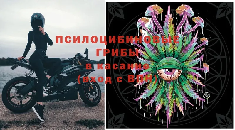 купить  сайты  Калининец  Псилоцибиновые грибы Psilocybe 